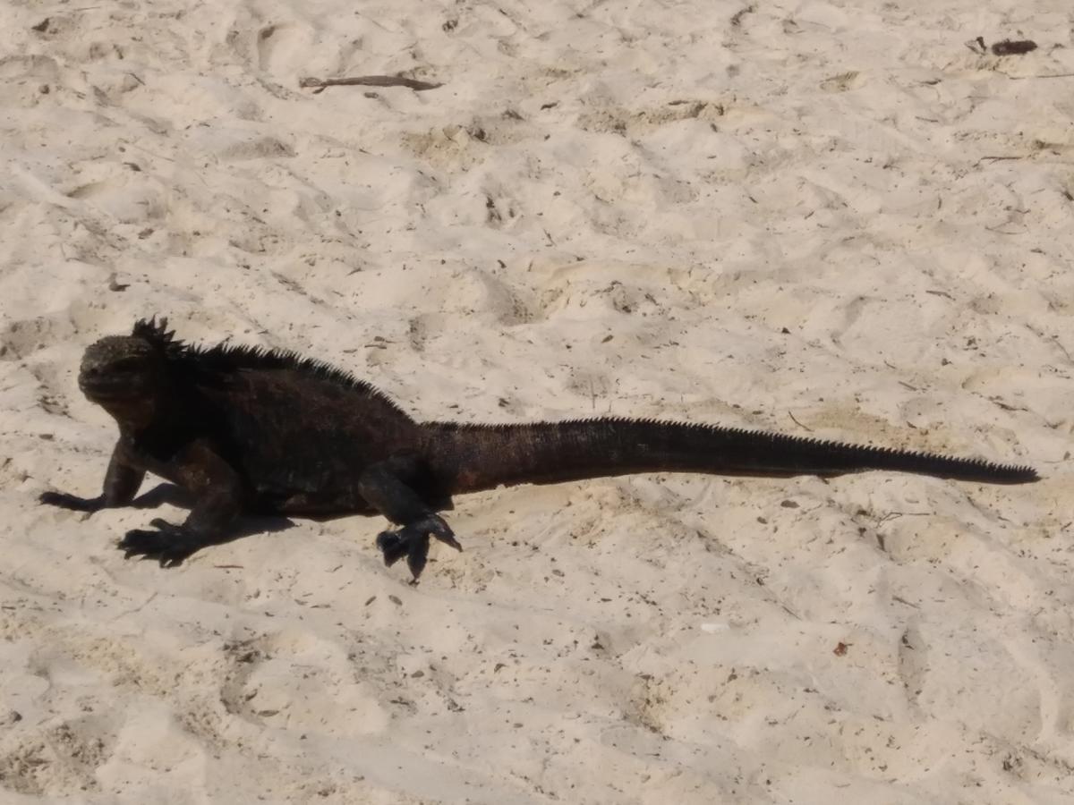 Suymar Ecolodge Galapagos Puerto Ayora  Zewnętrze zdjęcie